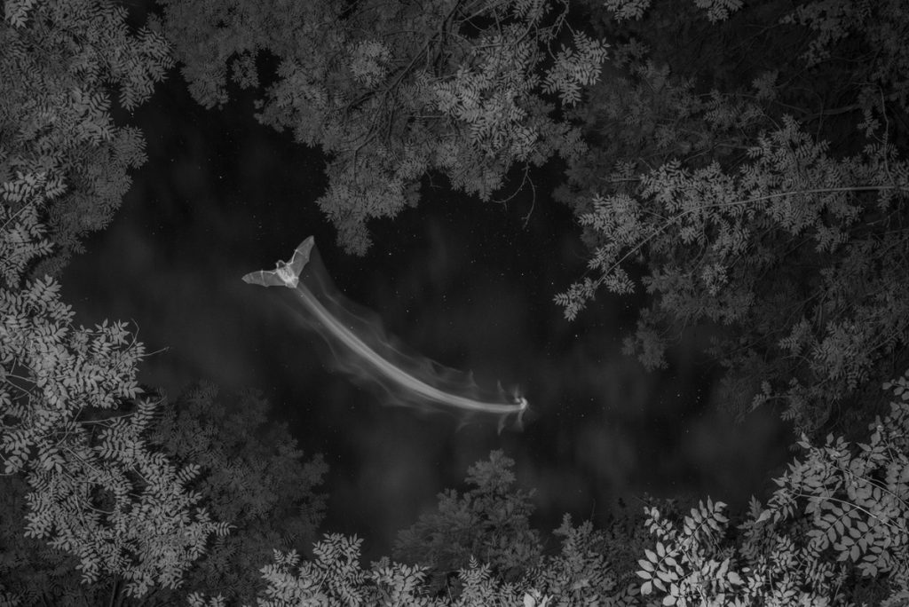 Bat in infrared light