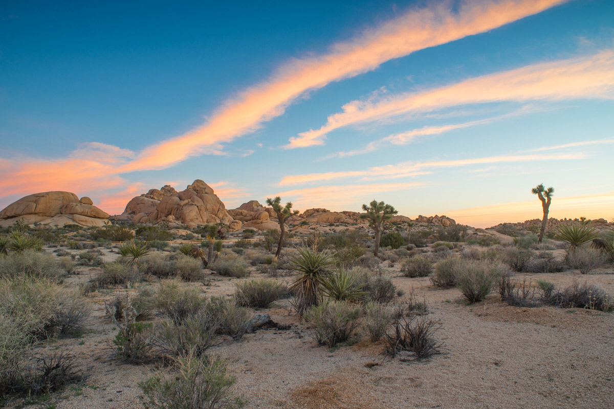 Mojavewüste Mojavewüste