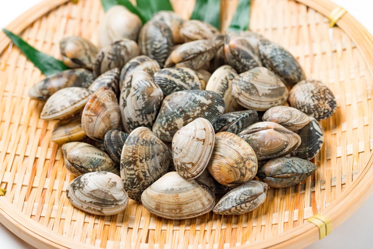 Asari Muscheln Neodym