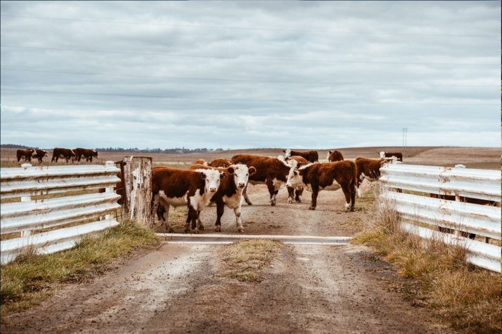 Landwirtschaftslobby als Gatekeeper?