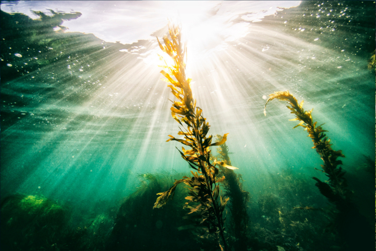 Algen-Rohstoffe-Lebensmittel