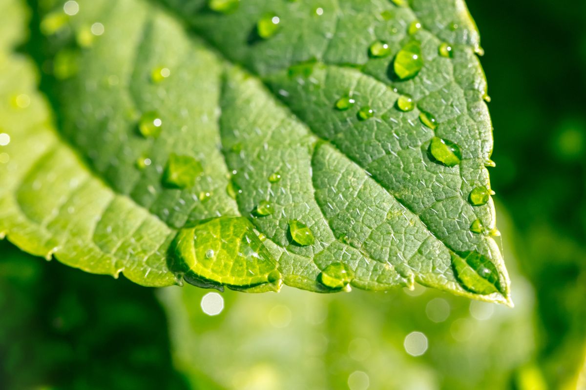 Cellulose Seltene Erden Cellulose Seltene Erden